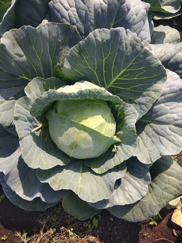 Fresh Cabbage, for Pesticide Free ( Raw Products), Color : Green
