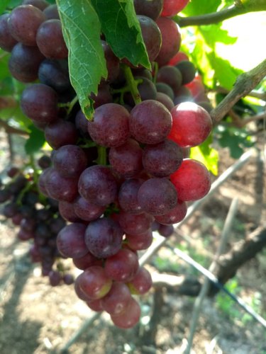  Flame Seedless Grapes, Color : Red