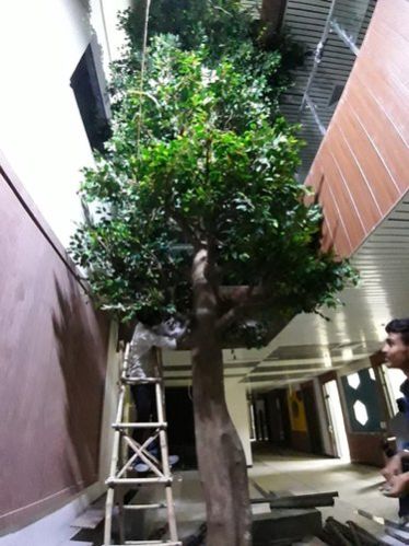 Artifcial Ficus Tree