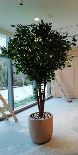 Artificial Ficus tree 7 feet, Feature : Easy Washable, Shiny
