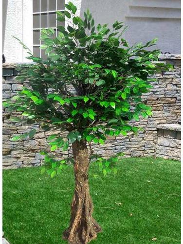 FRP Artificial Ficus Trees, Feature : Easy Washable, Shiny