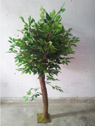 Fake Tree 5 Feet Height Ficus, Feature : Easy Washable, Shiny