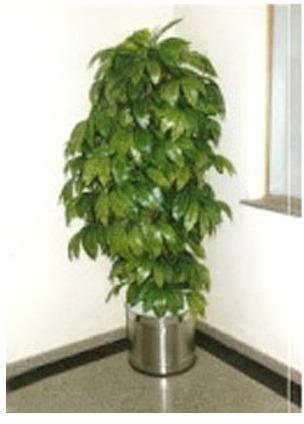 Small artificial tree, Feature : Easy Washable, Shiny, Packaging Type : Carton Box, Thermocol Box