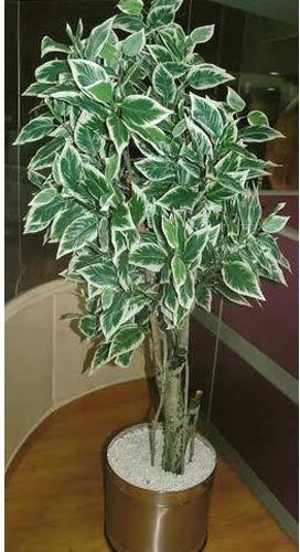 Silk Verigated Ficusl Artificial Trees, Feature : Easy Washable, Shiny