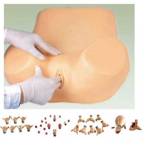 PVC Gynecological Training Models, Color : Natural Color