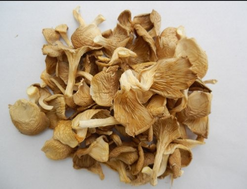 oyster dry mushroom