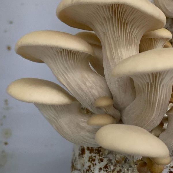 oyster mushroom