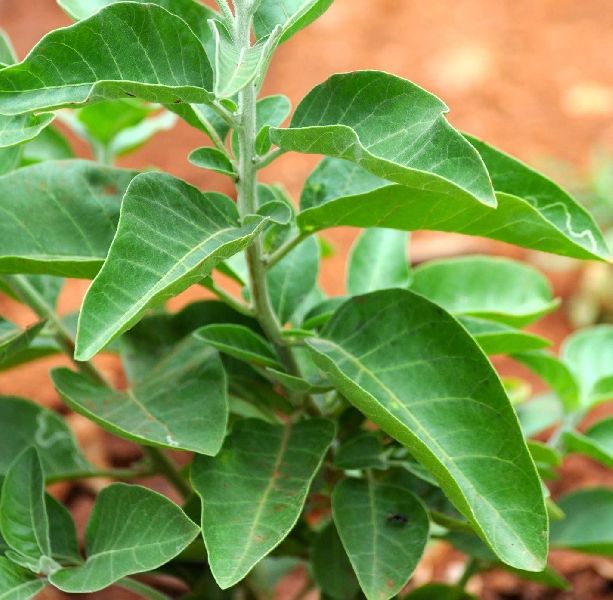 Ashwagandha Plant