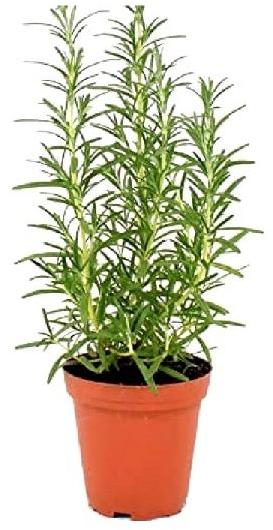 Rosemary Plant