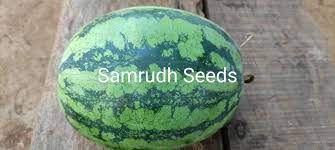Organic Samrudh Watermelon Seeds, for Agriculture