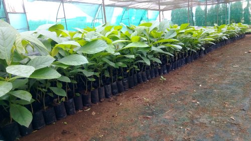 Tissue Culture Sagwan Plant, for Plantation, Farming