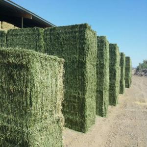 Natural Alfalfa Hay, for Cattle Feed, Packaging Type : Jute Bags, Plastic Bags
