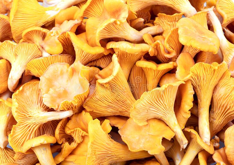 Common Chanterelle Mushroom, for Cooking, Style : Dried, Fresh