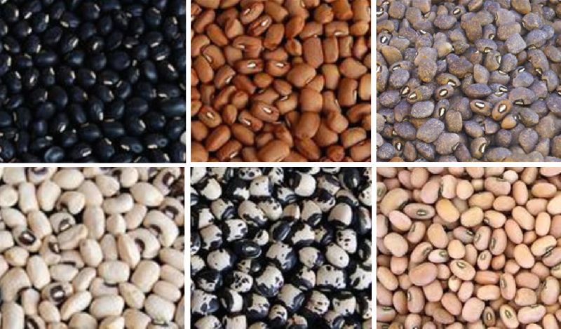 Organic Cowpea Seed, for Human Consumption, Seedlings, Pharmaceutical, Food Industry, Specialities : Non Harmful