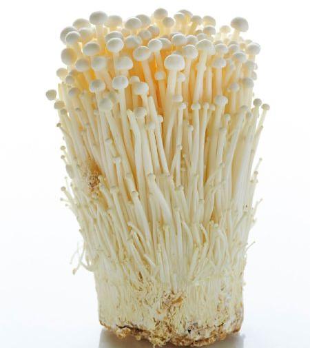 Common Enoki Mushroom, for Cooking, Oil Extraction, Style : Dried, Fresh