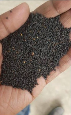 Natural sesame seeds, for Agricultural, Purity : 99.99%
