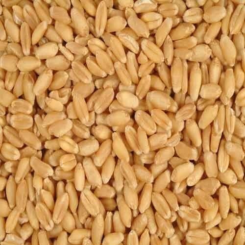 wheat seeds