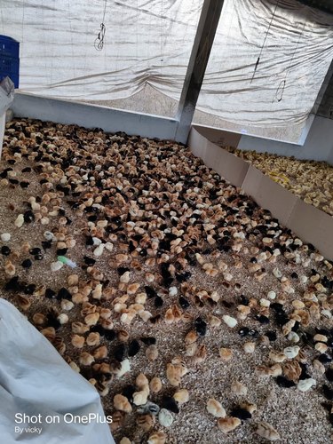 500 Giriraja Chicks (1-Month)