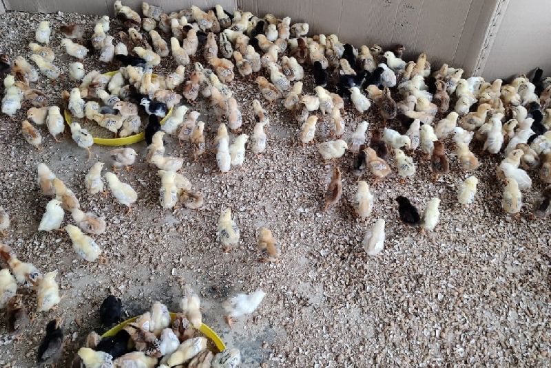 Aseel Cross/Giriraja(1 month chicks)