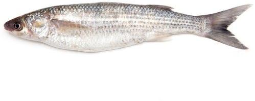 Grey Mullet Fish Seeds, for Food, Style : Alive, Dried, Fresh
