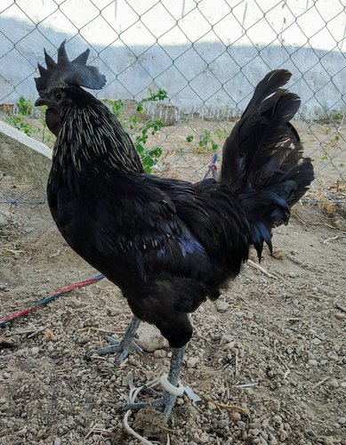 Kadaknath Chicks (1-Month)