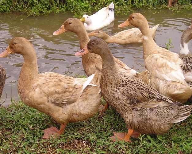 Kuttanadan Ducklings (1-Day)