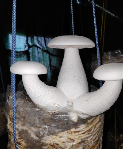 Milky Mushroom Spawn