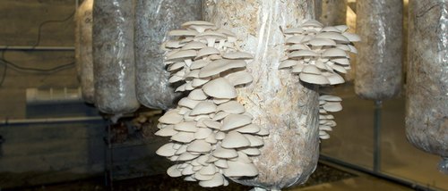 Oyster Mushroom Spawn