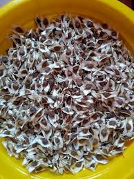 Raw Organic Horse Radish Seed Plantation, for Human Consumption, Animal Feed, Soil, Seedlings, Pharmaceutical