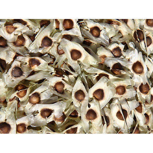 Moringa Oleifera Seeds for Plantation