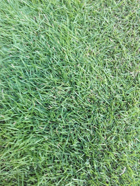 carpet-grass-buy-carpet-grass-in-delhi-delhi-india-from-bloom-field