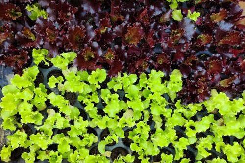 Lettuce Seedlings, Color : Red Golden