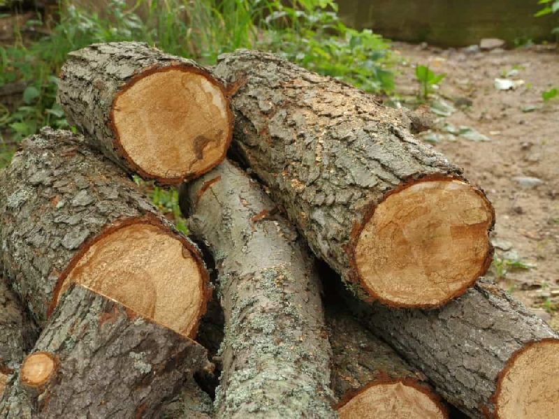 Alder Wood Logs