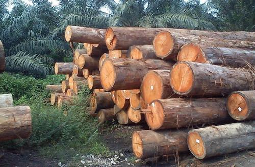 Marandi Wood Logs