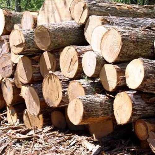 Round Non Polished Pine Wood Logs, for Making Furniture, Feature : Quality Tested, Termite Proof