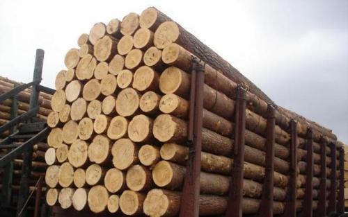 Spruce Wood Logs