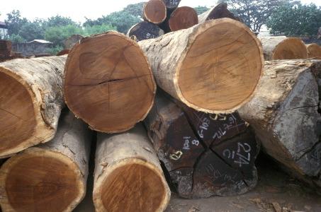 Zingana Wood Logs