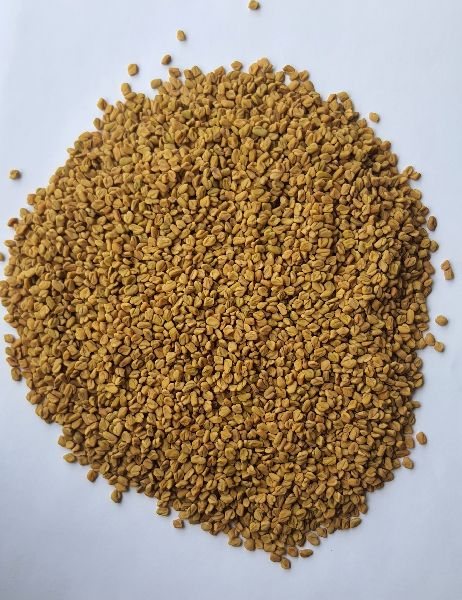 Sortex clean Natural Fenugreek Seed, for Cooking, Spices, Food Medicine, Cosmetics, Packaging Type : PP bags