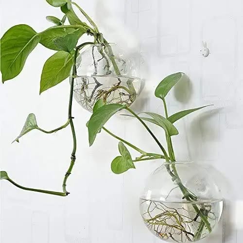 Wall Mounted Glass Planter, for Decoration, Feature : Easy To Placed