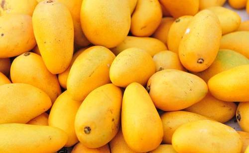 Fresh mango, Color : Yellow