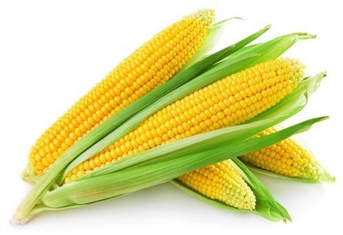 Yellow corn, Style : Dried