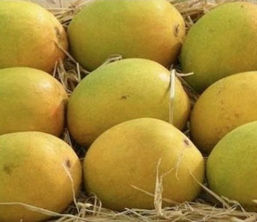 Organic mango, Color : Yelloy