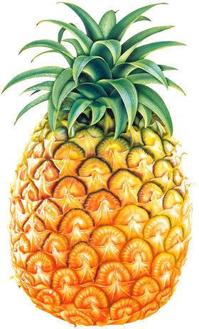 Organic Pineapple, Style : Fresh