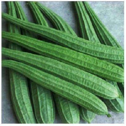 Common Organic Ridge Gourd, for Cooking, Color : Green