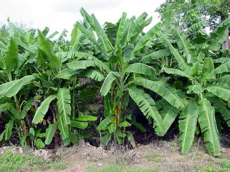 Amrit Sagar Banana Plant