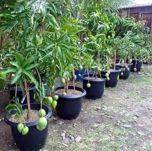Grafted mango plant