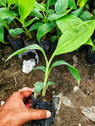 Jahaji Banana Plant