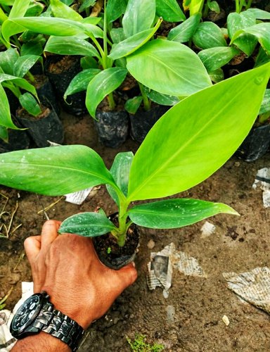 Malbhog Banana Plant, Packaging Type : Polythene Bag