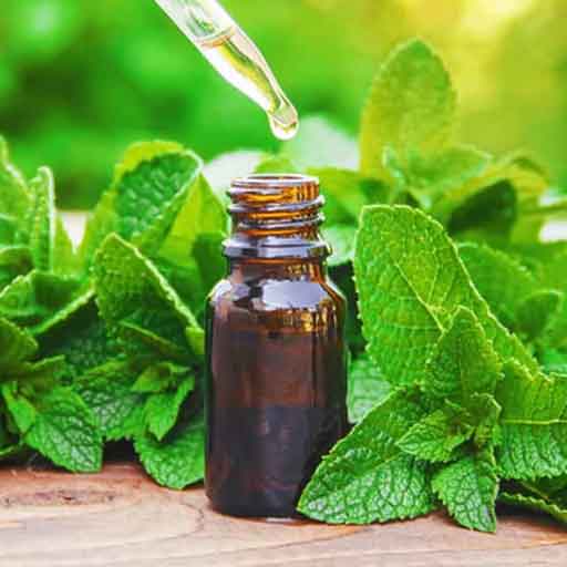Organic Peppermint Herb at best price INR 150 / Kilogram in Jaipur