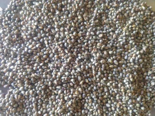 Organic Pearl Millet Seeds, for Cooking, Packaging Type : Plastic Bag